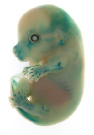 embryo